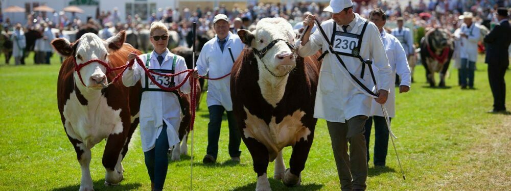 cattle parade